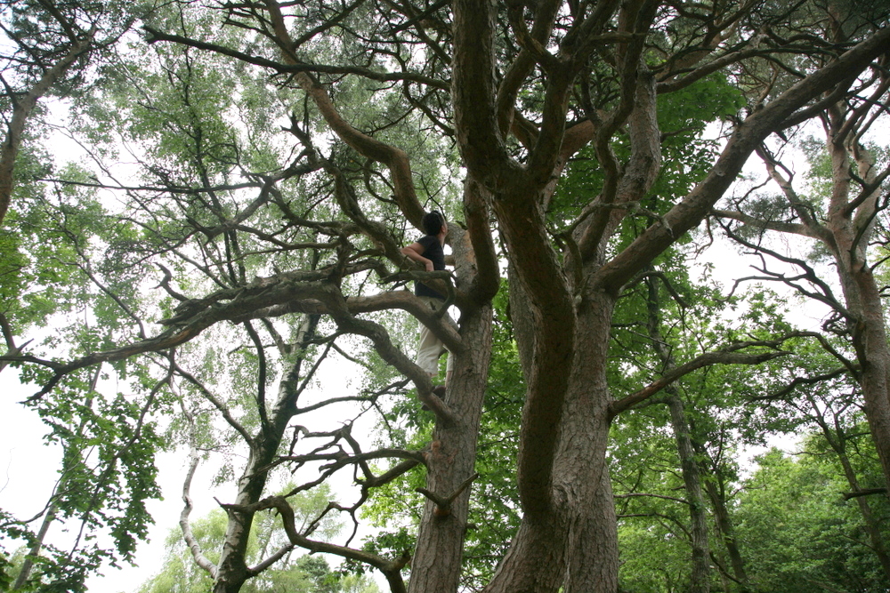 tree
